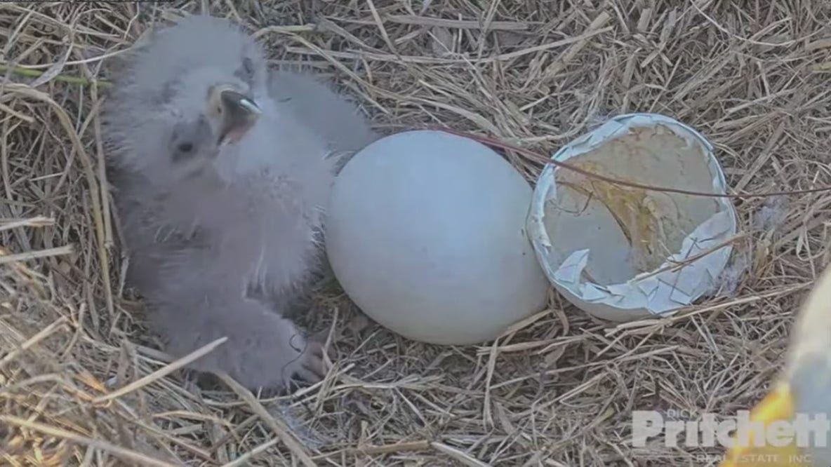 Southwest Florida Eagle Cam: Morning view of E21 hatchling
